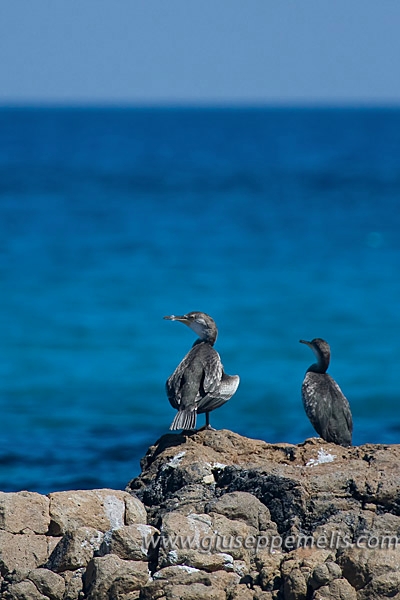 Cormorani a Orosei  (40D_9579_2rid -Kenko 1.4x e Canon 100-400mm).jpg